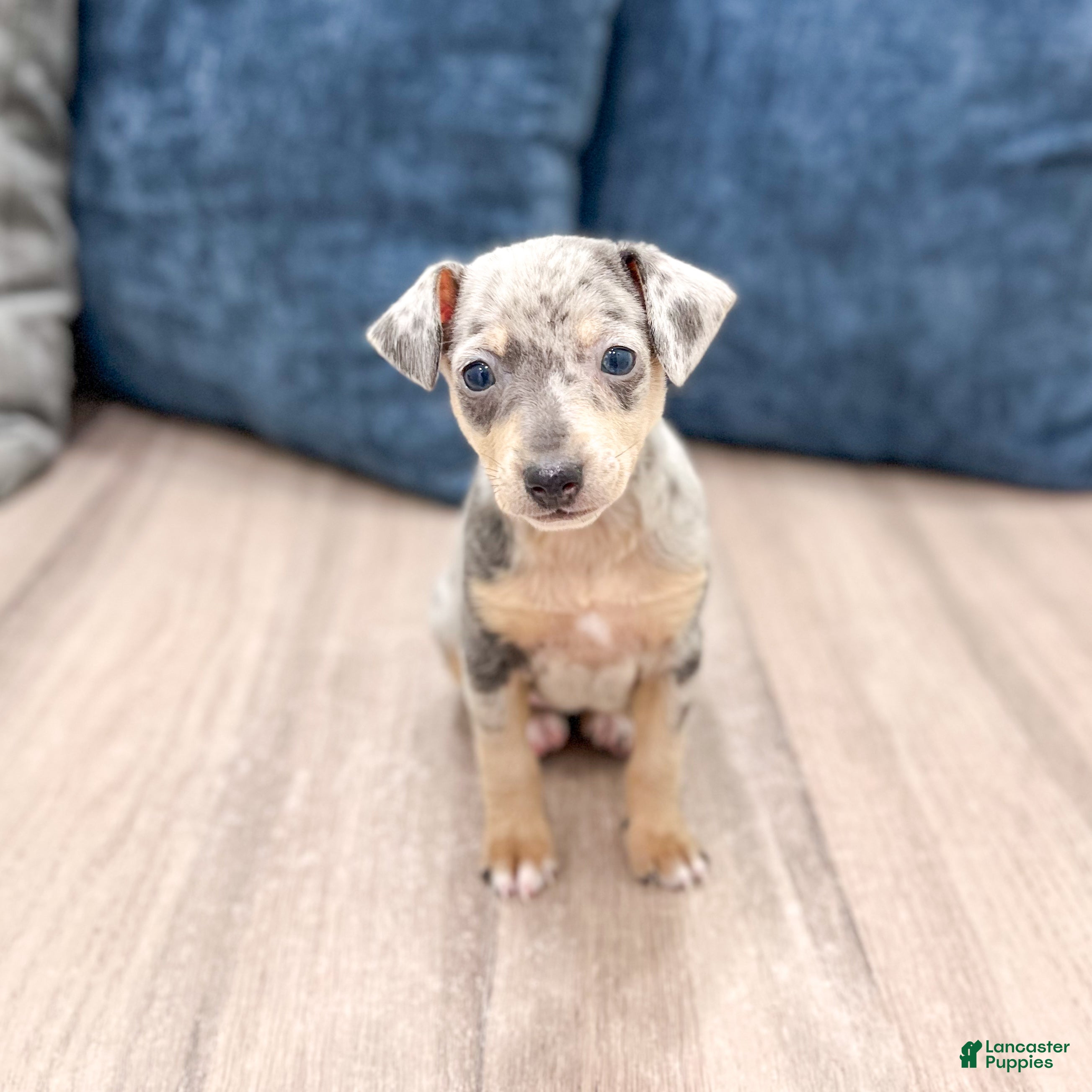 Miniature Pinscher dogs June - Ad 1
