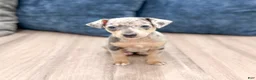 Miniature Pinscher dogs for sale: June - Ad 1