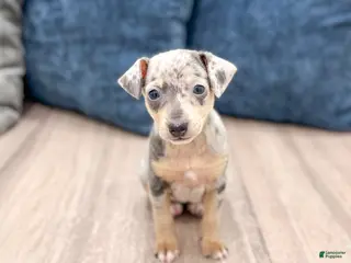 Miniature Pinscher dogs for sale: June - Ad 2