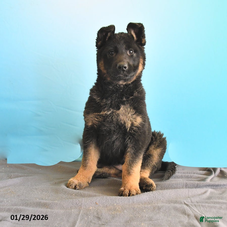 Gerberian Shepsky dogs Reva - Ad 6