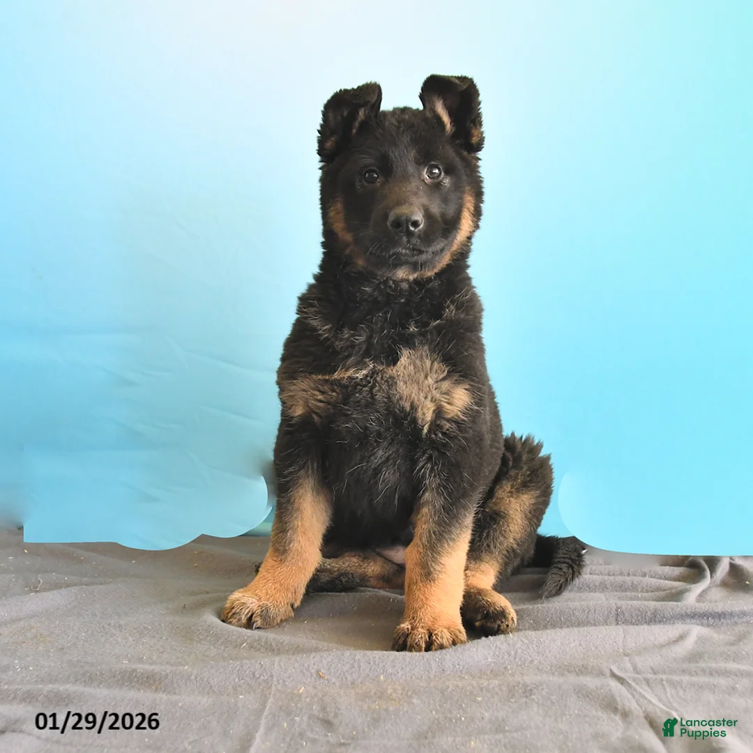 Gerberian Shepsky dogs for sale: Reva - Ad 1