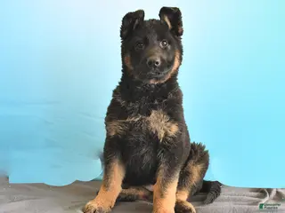 Gerberian Shepsky dogs Reva - Ad 6