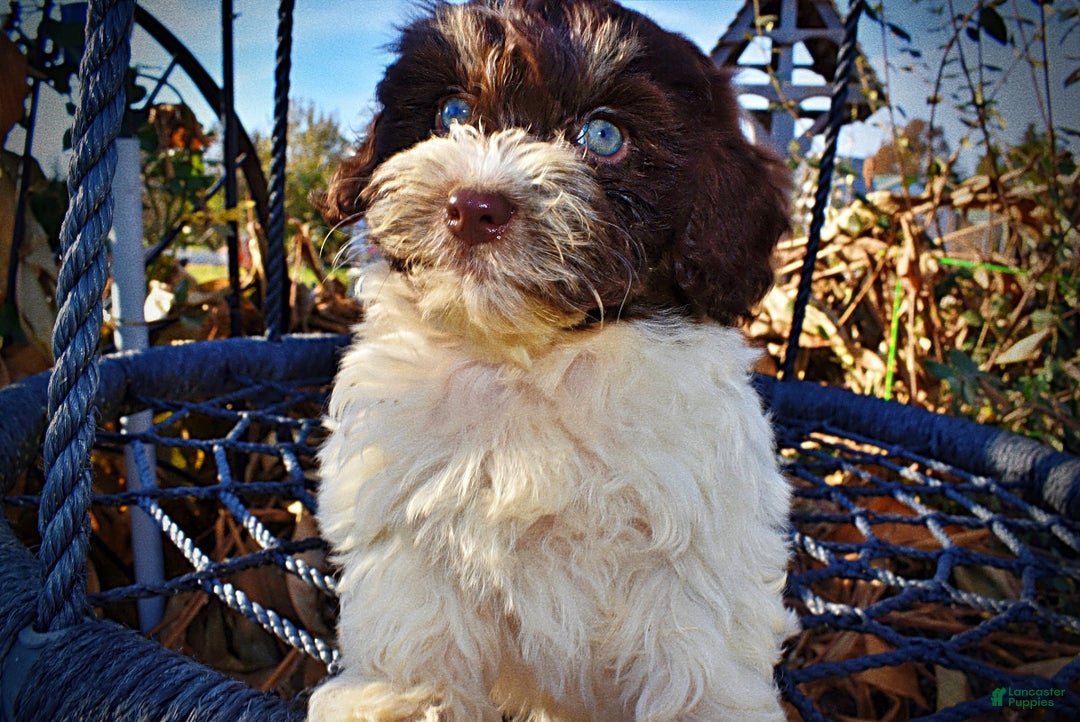 Havapoo dogs for sale: Precious - Ad 5