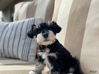 Miniature Schnauzer dogs - Ad 14