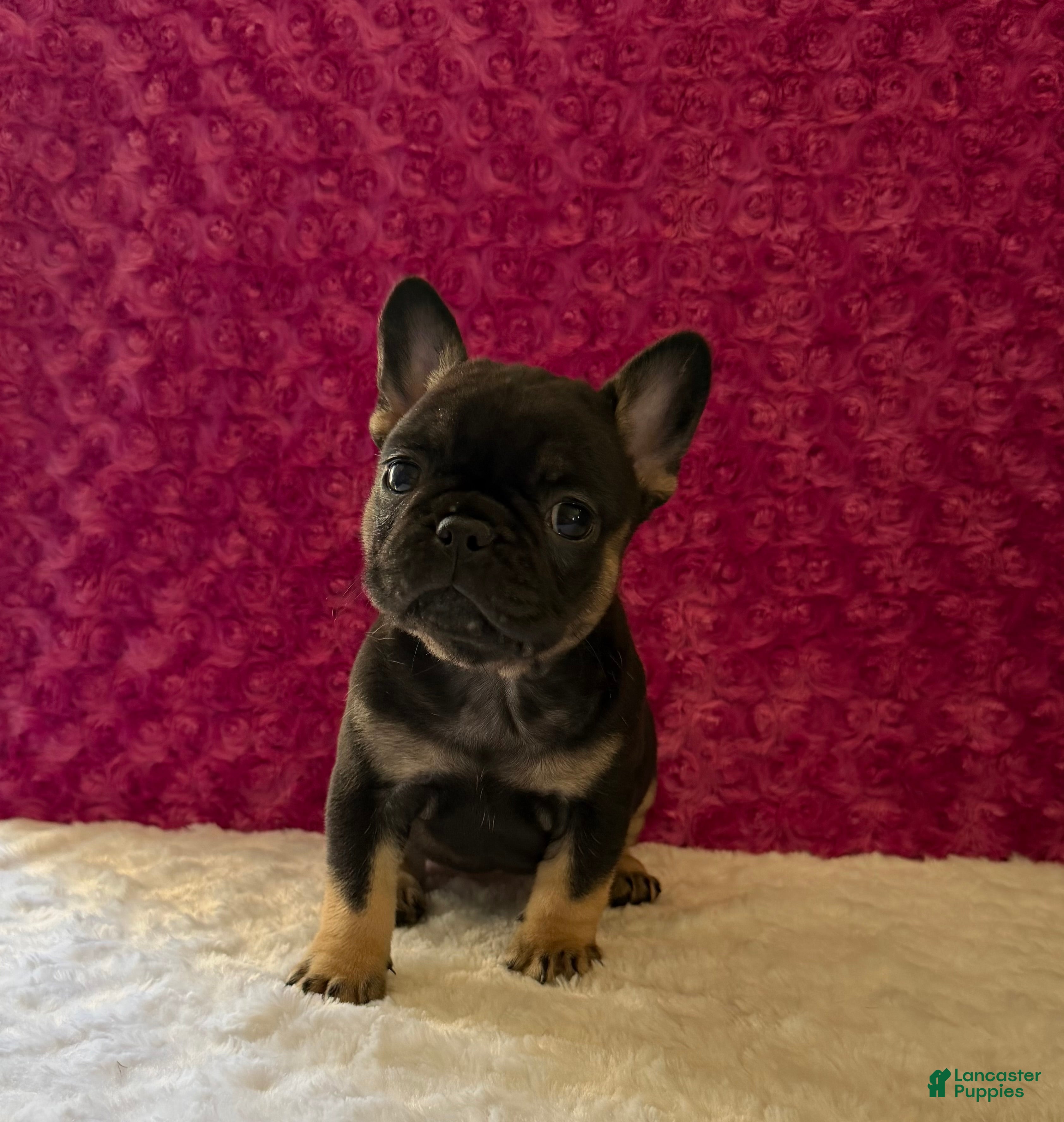 French Bulldog dogs Cricket - Ad 2