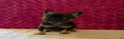 French Bulldog dogs for sale: Cricket - Ad 2