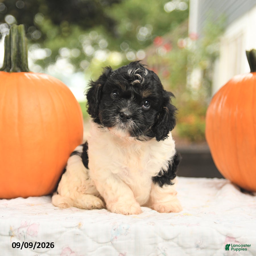 Cavapoo dogs Fern - Ad 2