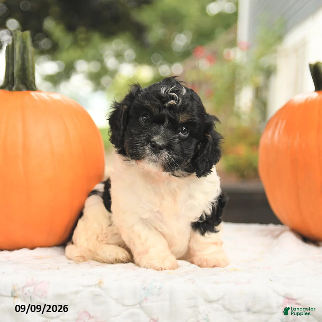 Cavapoo dogs for sale: Fern - Ad 2