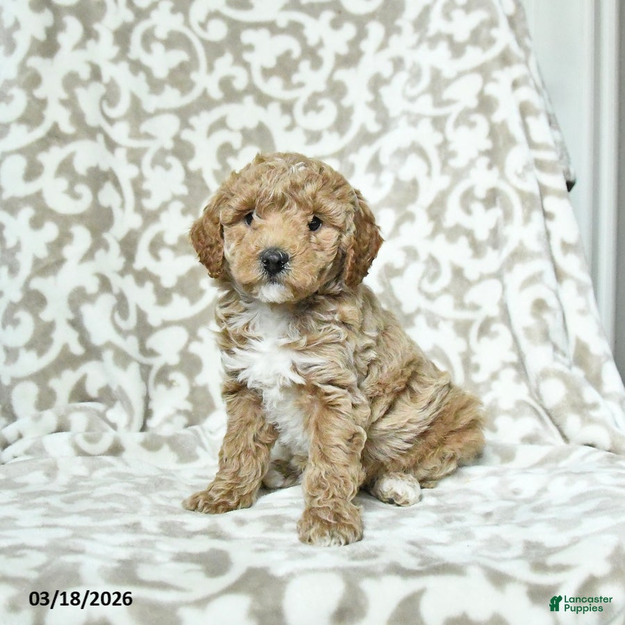 Miniature Poodle dogs Cookie - Ad 1