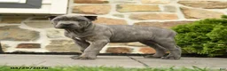 Cane Corso dogs for sale: Hector - Ad 5