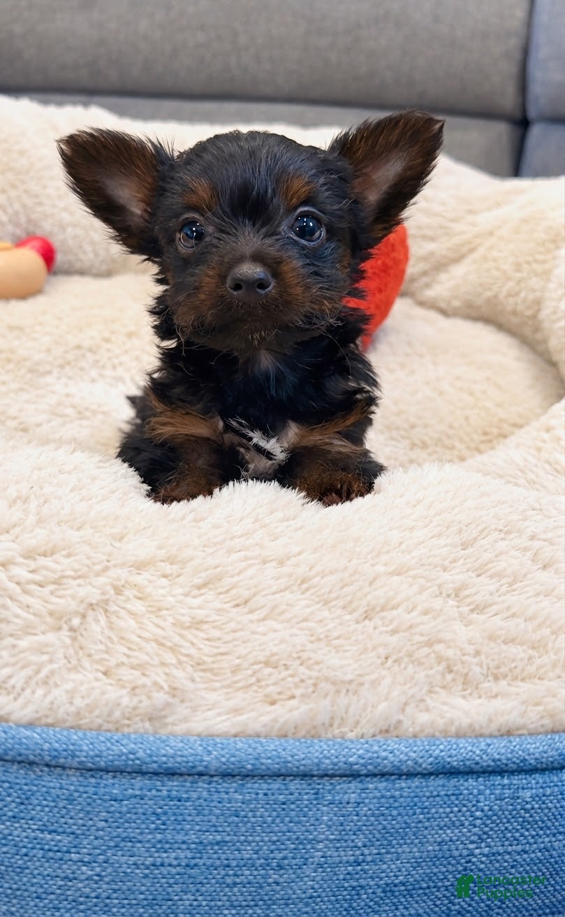 Yorkshire Terrier dogs Yorkshire Terrier  - Ad 1