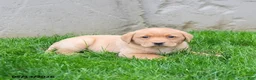 Labrador Retriever dogs for sale: Eliza  - Ad 2