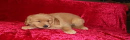 Golden Retriever dogs for sale: Golden Retriever Puppy 1 - Ad 5