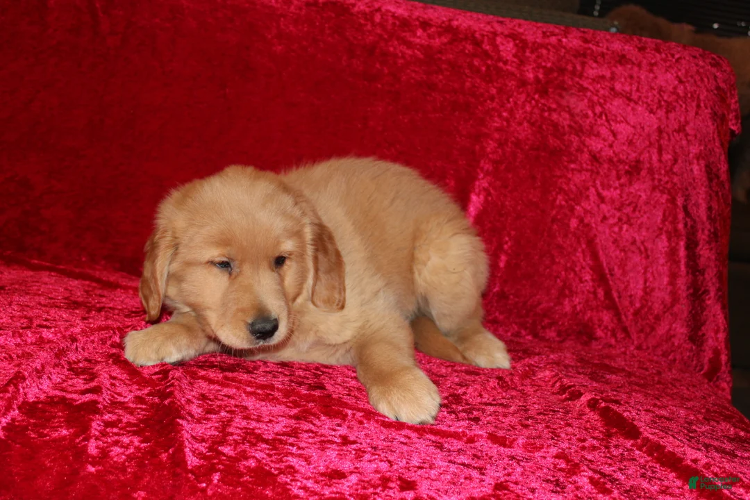 Golden Retriever dogs for sale: Golden Retriever Puppy 1 - Ad 5