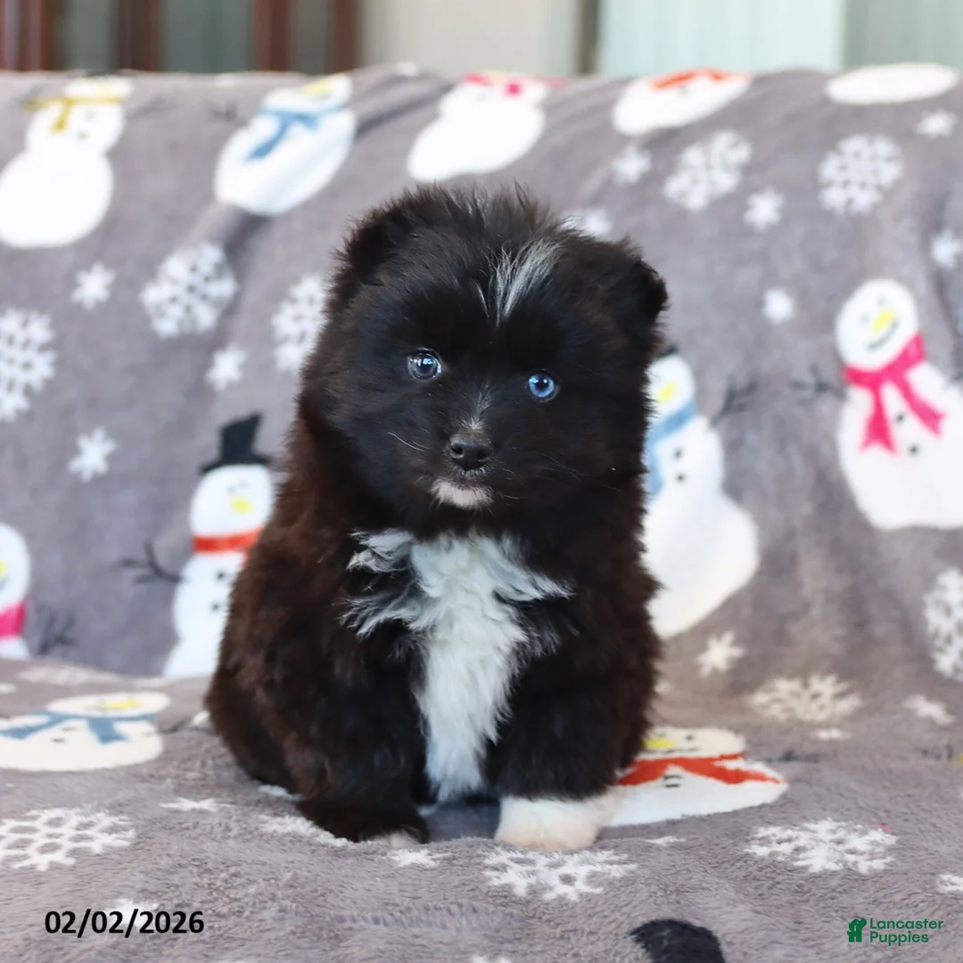 Pomsky dogs for sale: Isabelle - Ad 4