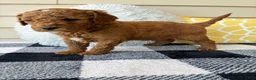 Mini Goldendoodle dogs for sale: Mini Goldendoodle “Theo” - Ad 8