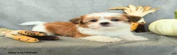 Shorkie dogs for sale: Snickers - Ad 3