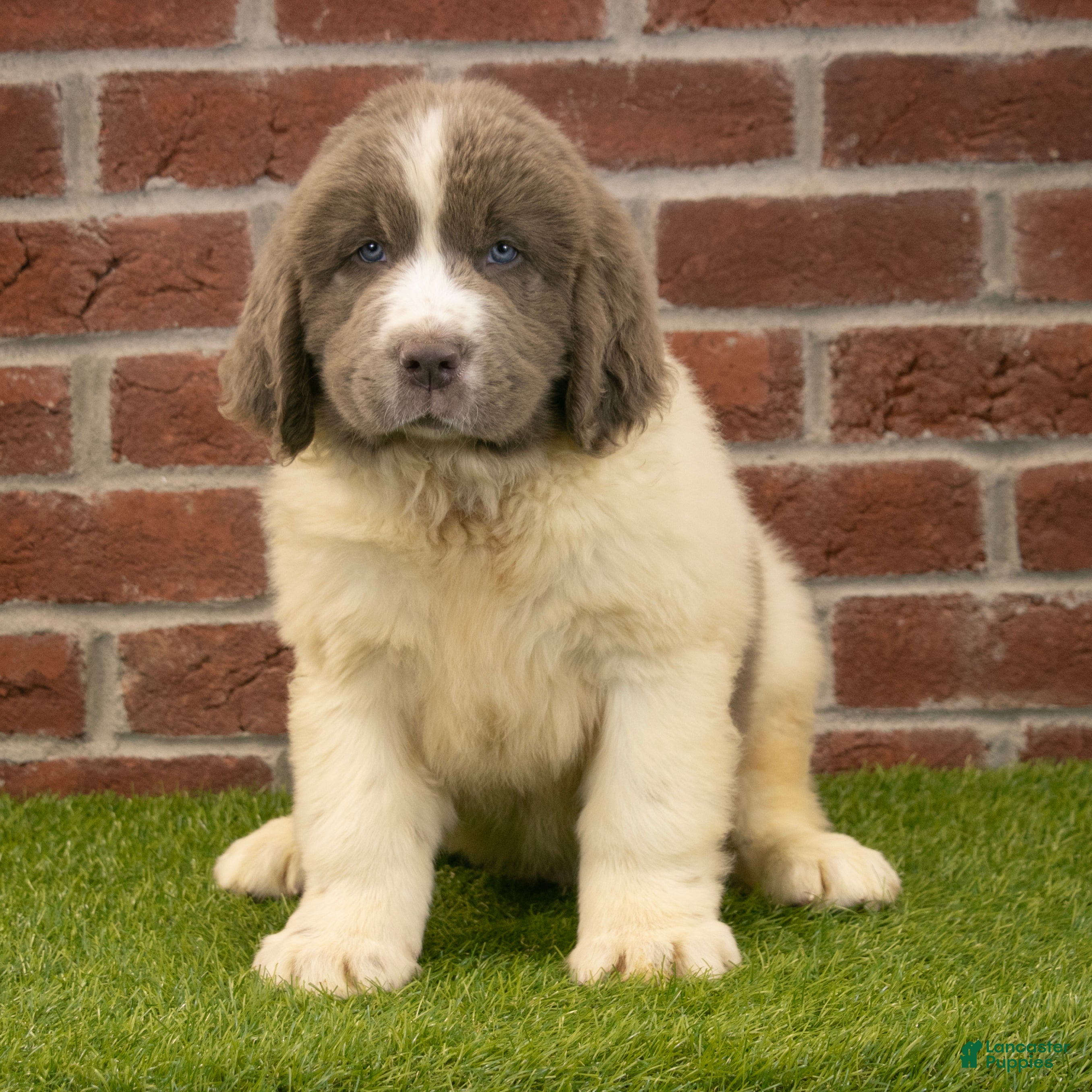 Newfoundland dogs Mason - Ad 2