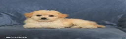 Maltipoo dogs for sale: Ned - Ad 3