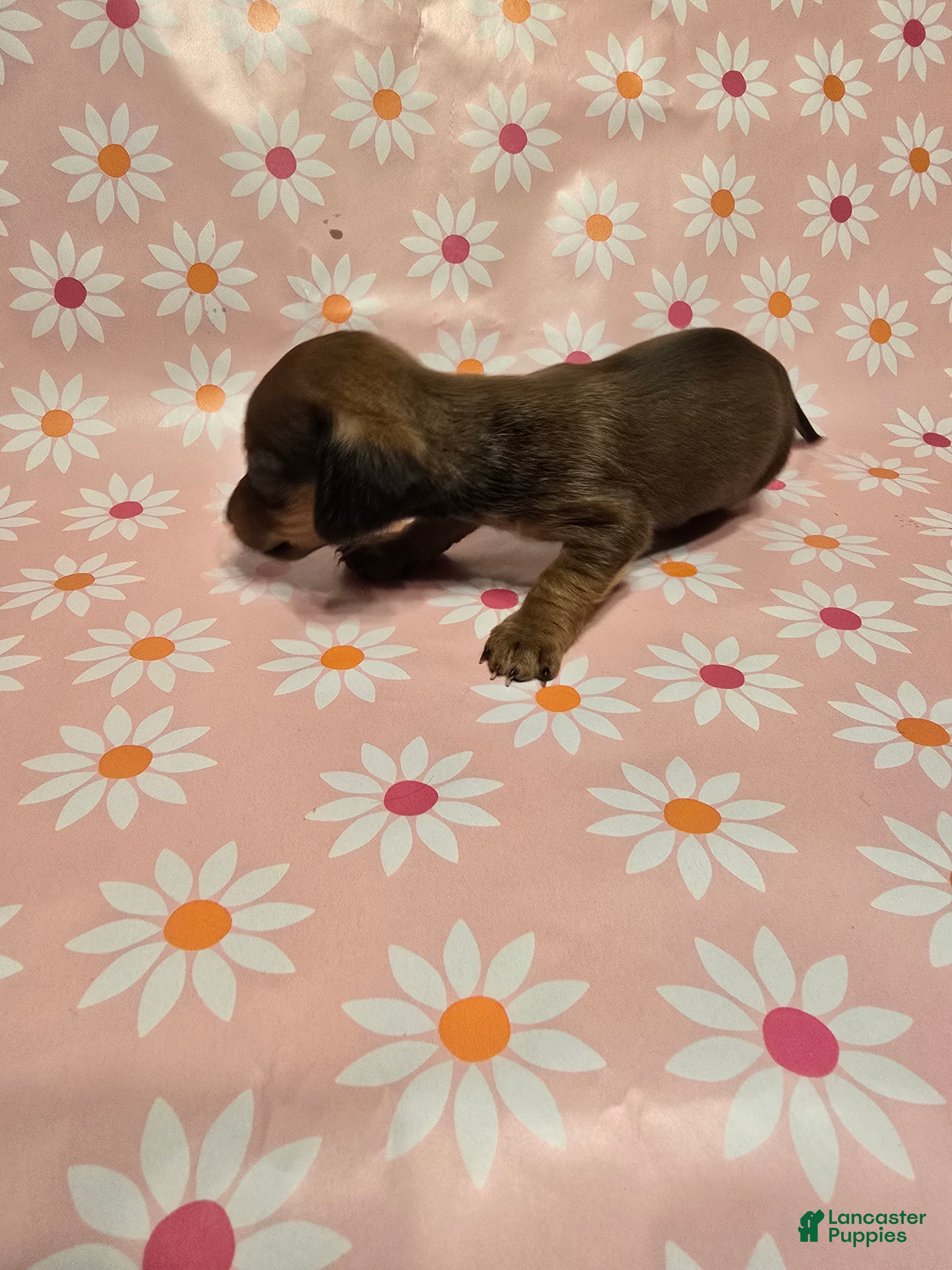 Miniature Dachshund dogs Muffin - Ad 2