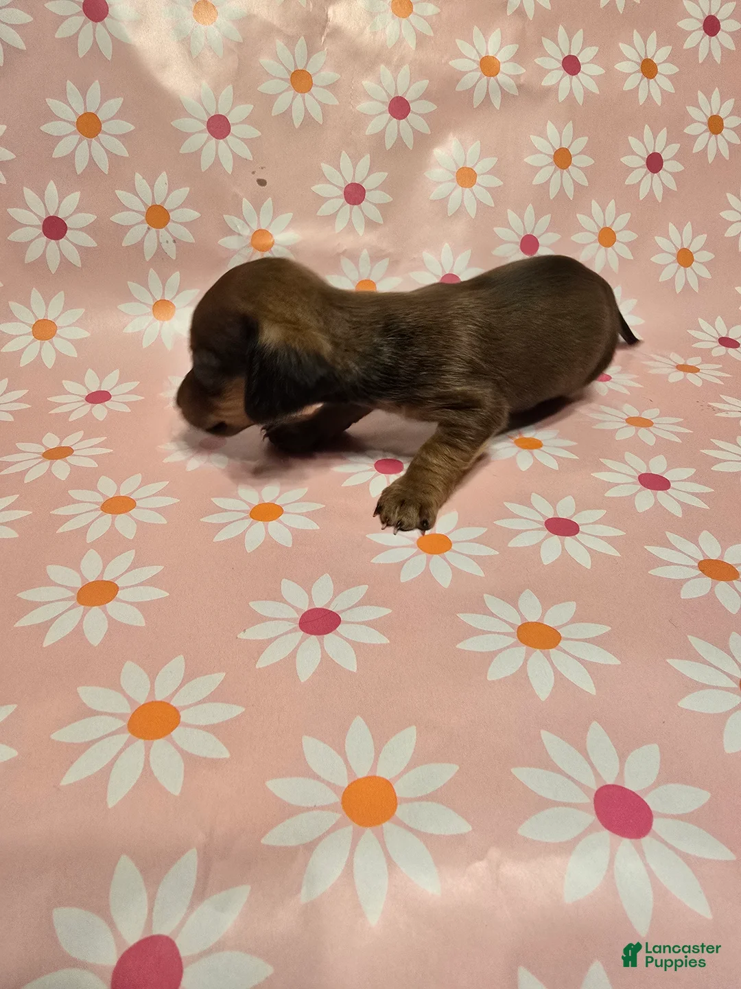 Miniature Dachshund dogs for sale: Muffin - Ad 2