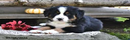Mixed Breed dogs for sale: Rocky - Ad 5