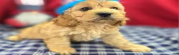 Cockapoo dogs for sale: Knotty - Ad 9