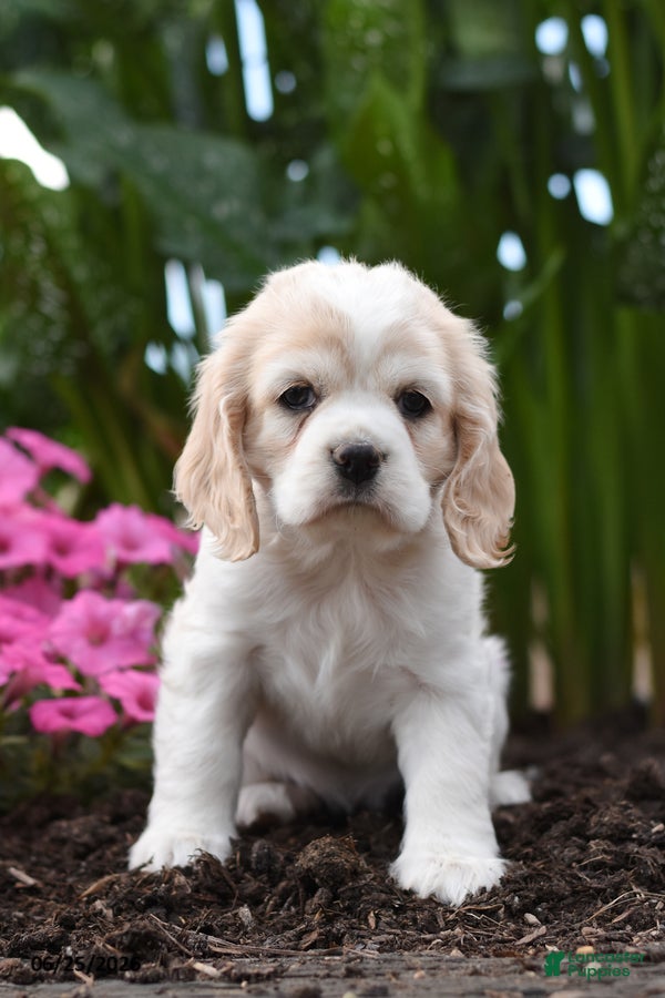 Cocker Spaniel dogs Lucie - Ad 1