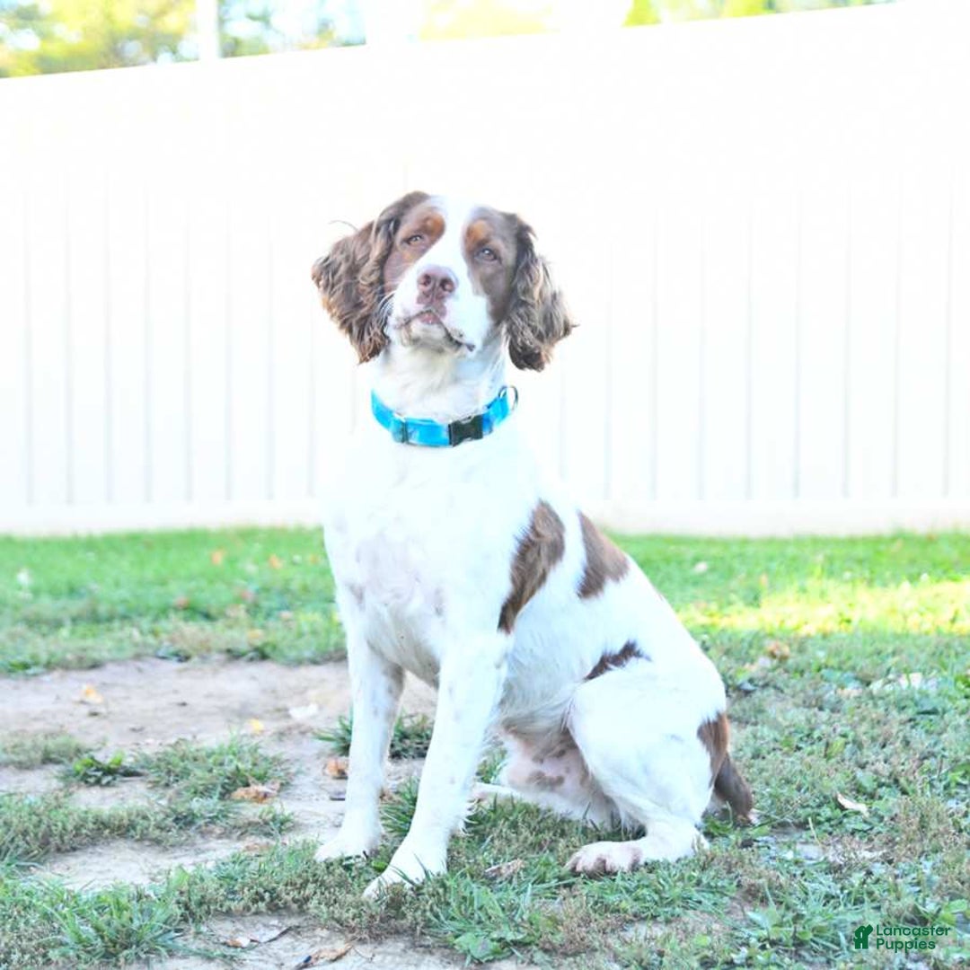 Gallery Image {{count}}