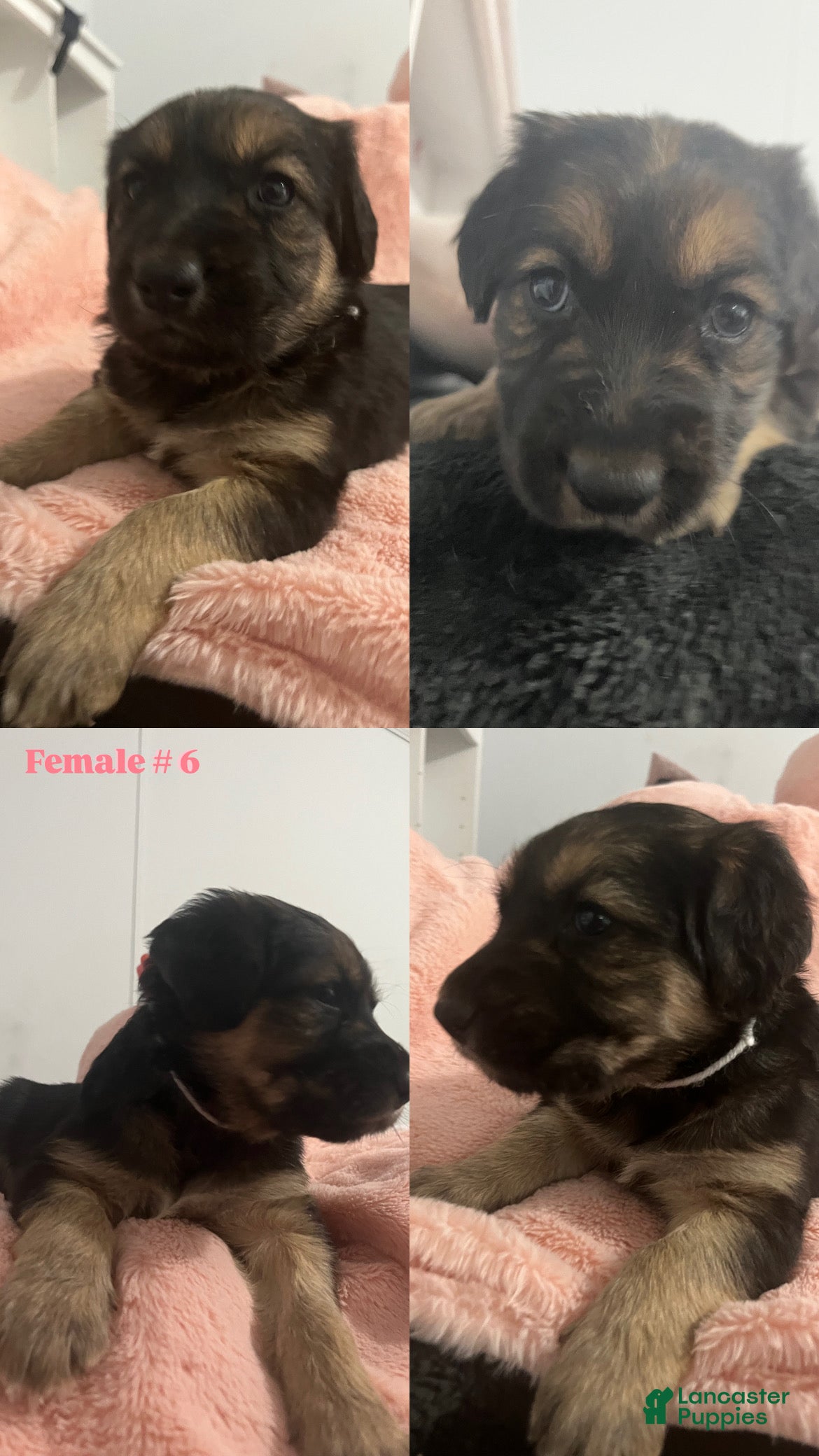 Mixed Breed dogs for sale: Mixed Breed Puppy 2 - Ad 1