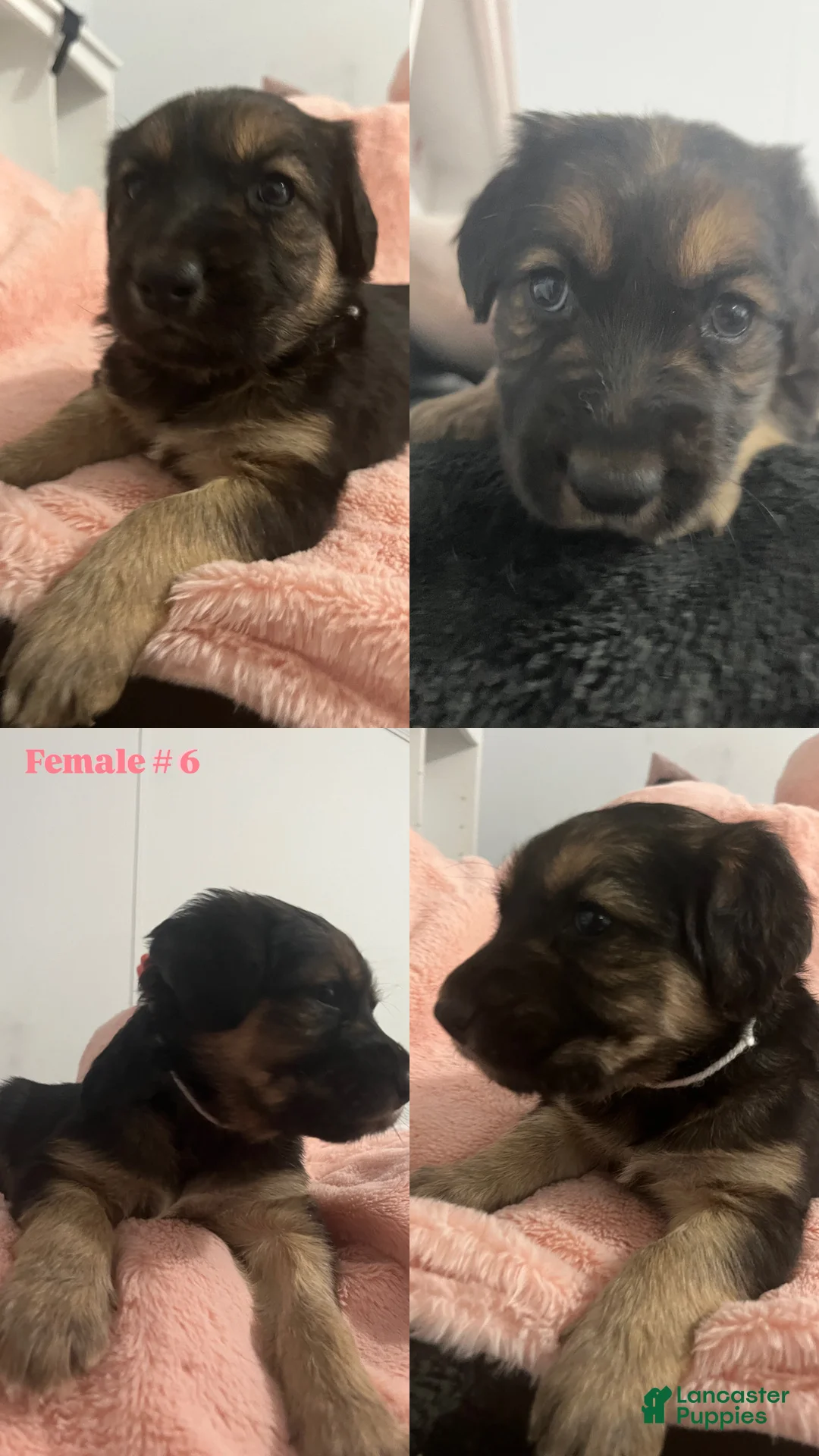 Mixed Breed dogs for sale: Mixed Breed Puppy 2 - Ad 1