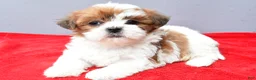 Teddy Bear dogs for sale: Tammy - Ad 9
