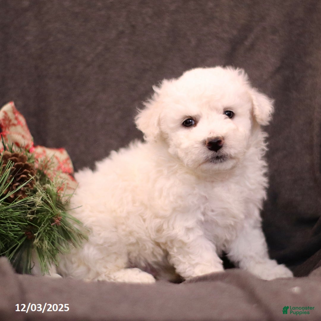 Bichon Frise dogs for sale: Jolly - Ad 3