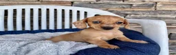 Miniature Dachshund dogs for sale: Fawn - Ad 1