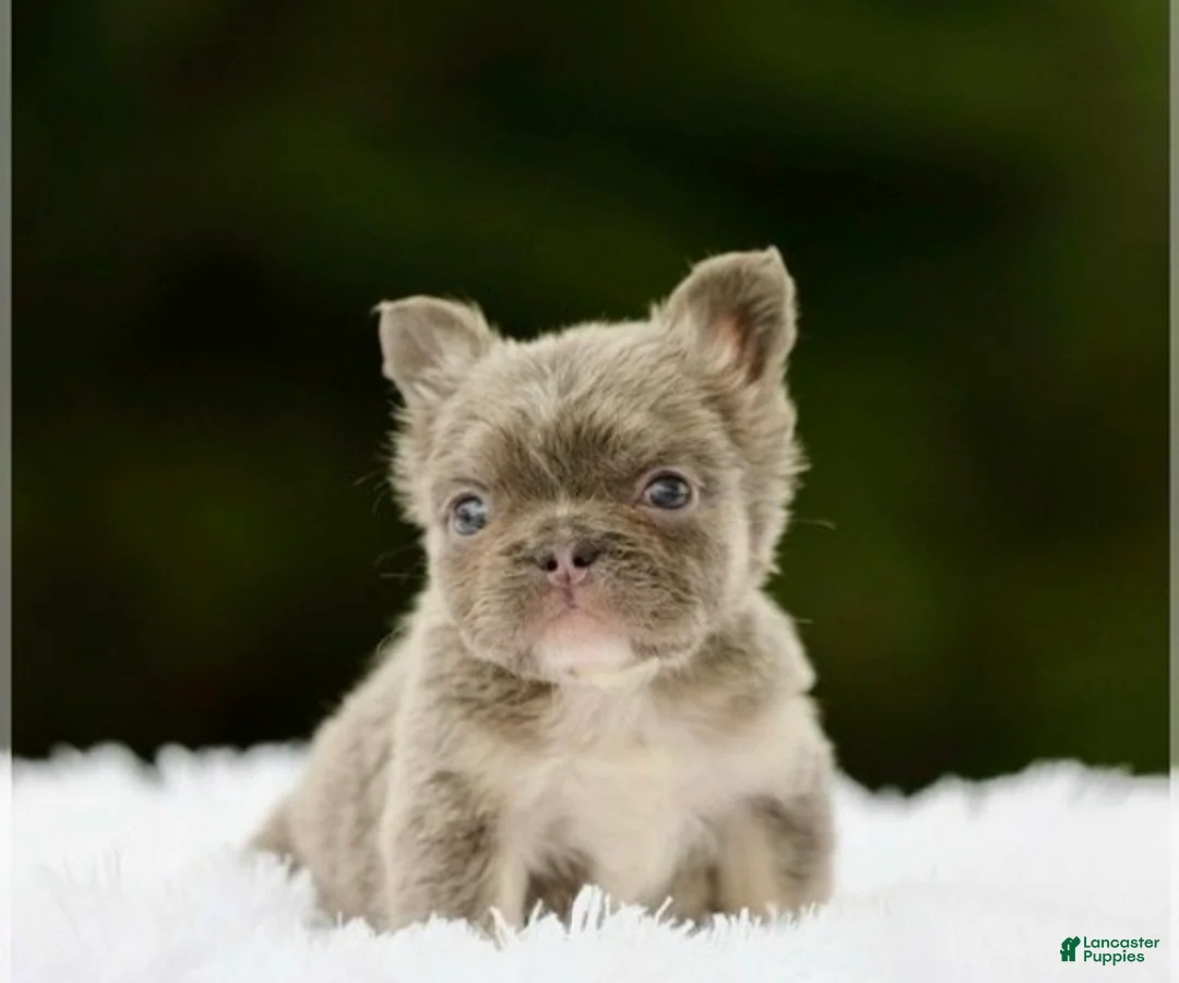 French Bulldog dogs for sale: WINONA LILAC TAN FLUFFY BEAUTY IN CALI US DELIVERY - Ad 4