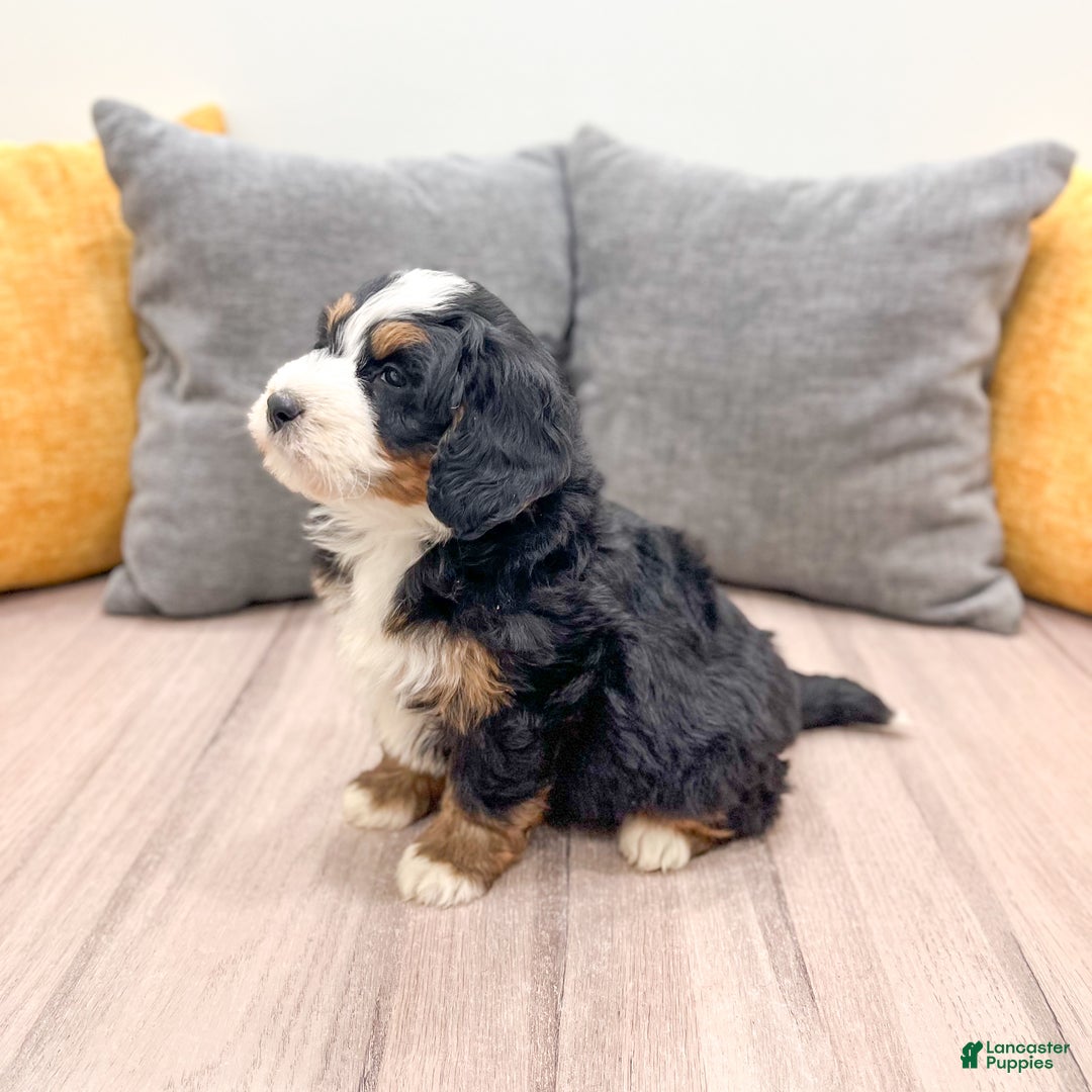 Mini Bernedoodle dogs for sale: Harper - Ad 4