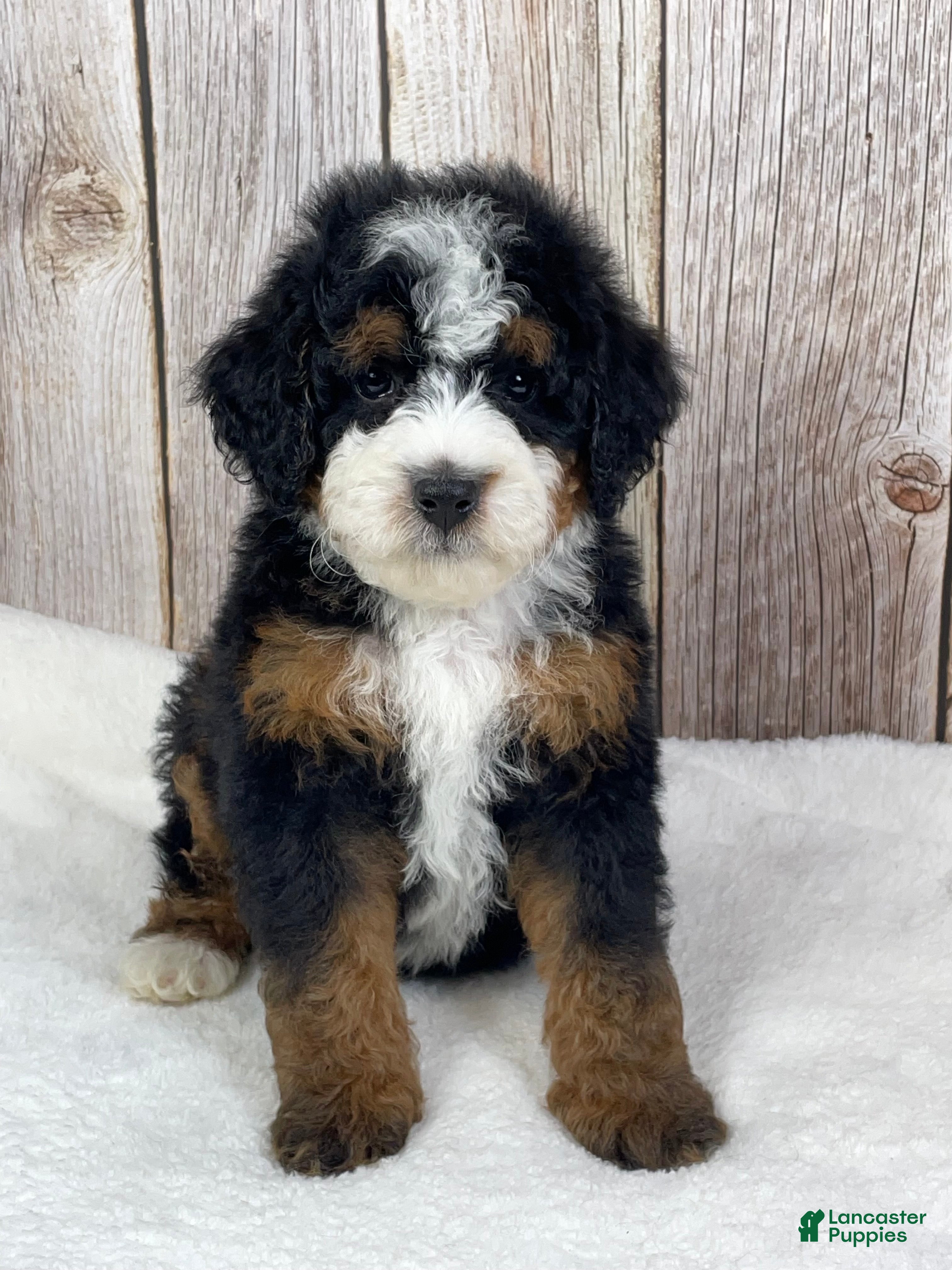 Mini Bernedoodle dogs Toffee Mini Bernedoodle - Ad 2