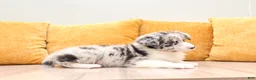 Australian Shepherd dogs for sale: Drew - Ad 3