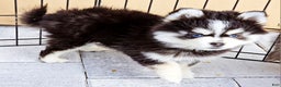 Pomsky dogs for sale: Sophia - Ad 5