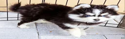 Pomsky dogs for sale: Sophia - Ad 5