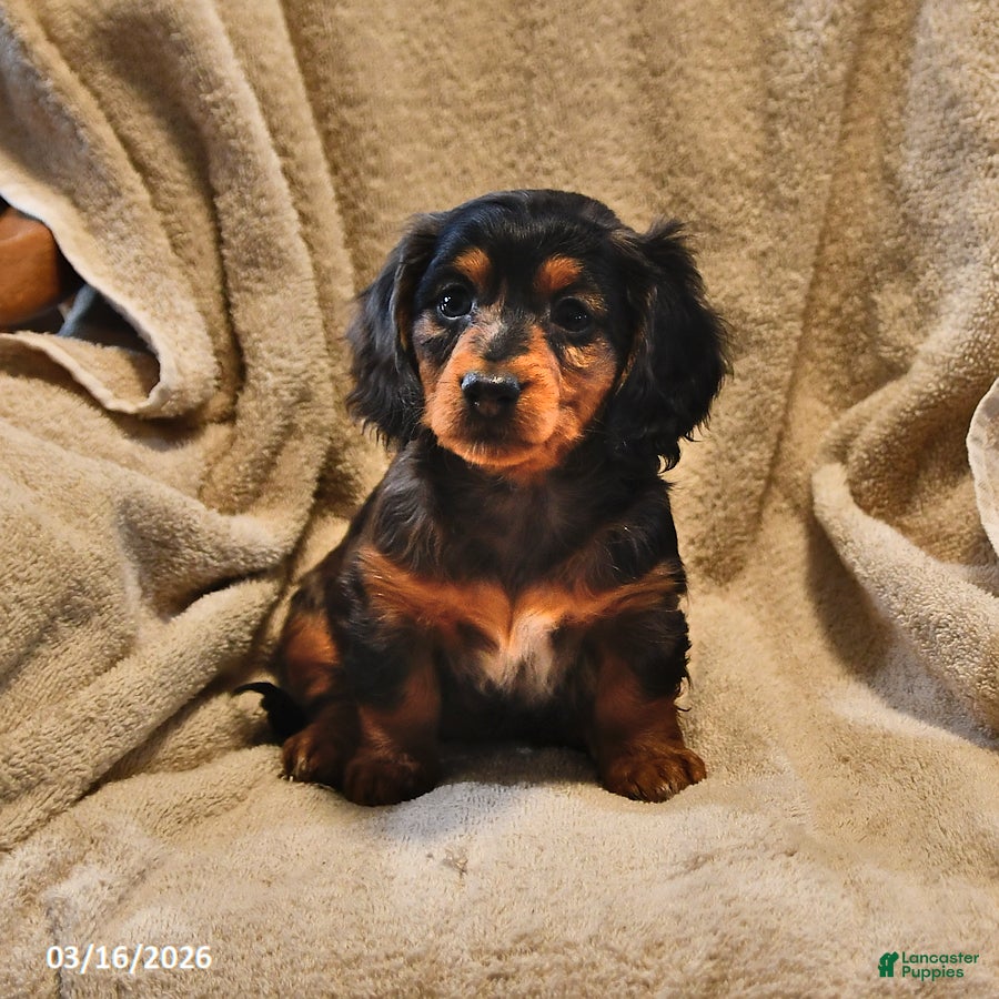 Miniature Dachshund dogs Silver Brook - Ad 1