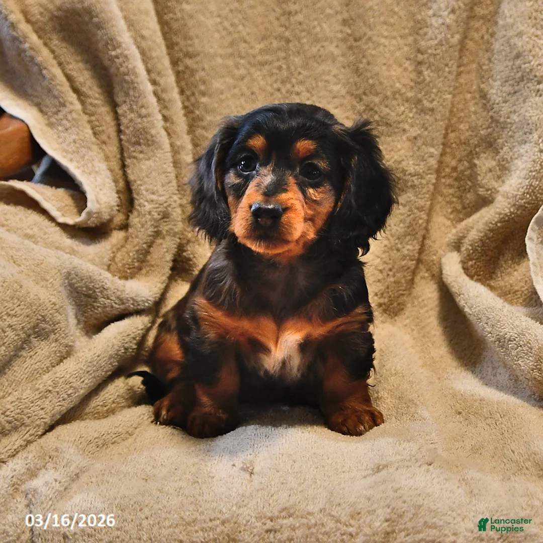 Miniature Dachshund dogs for sale: Silver Brook - Ad 1