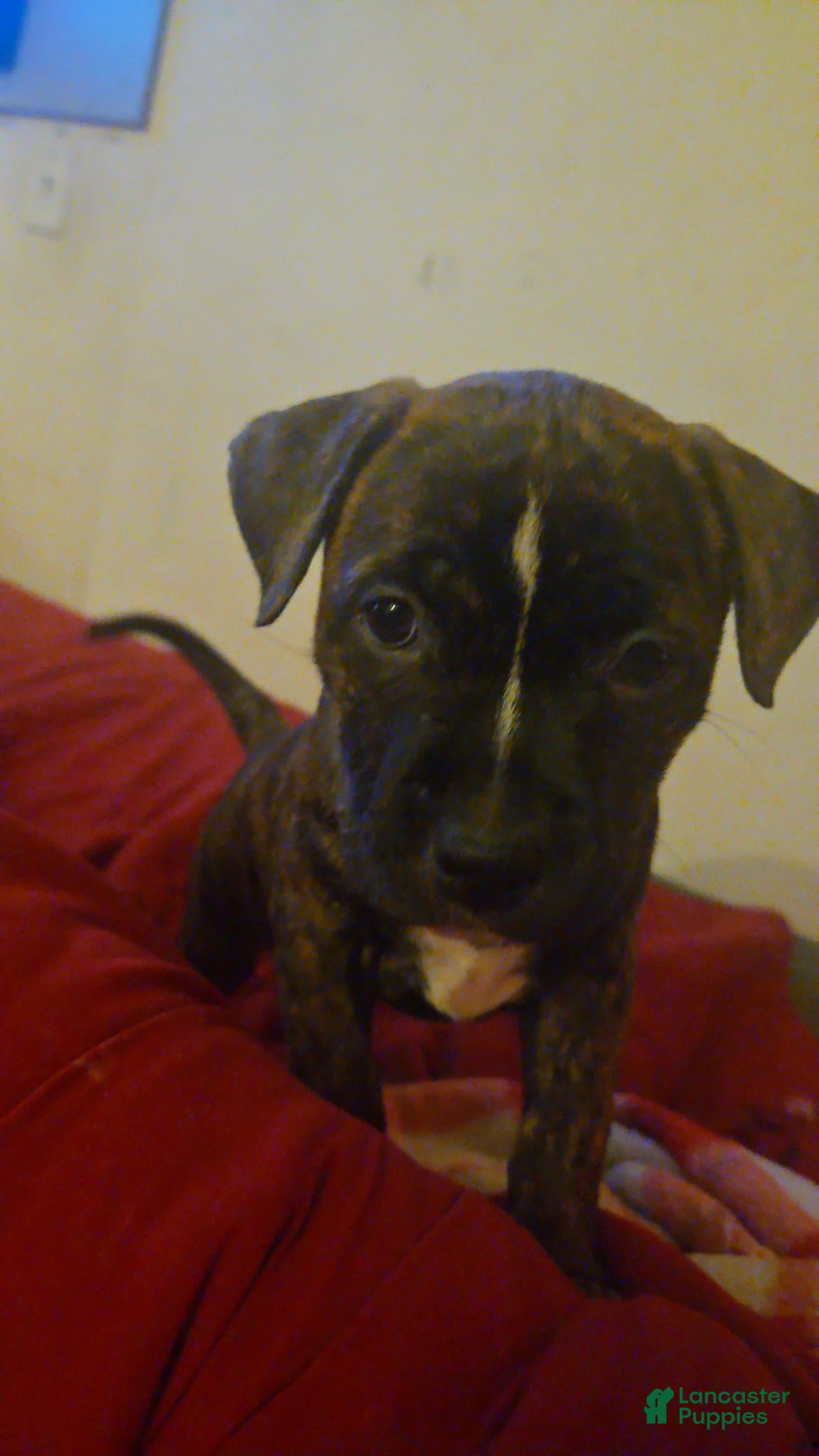 American Pit Bull Terrier dogs Artemis  - Ad 3