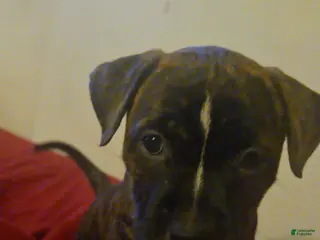 American Pit Bull Terrier dogs Artemis - Ad 3