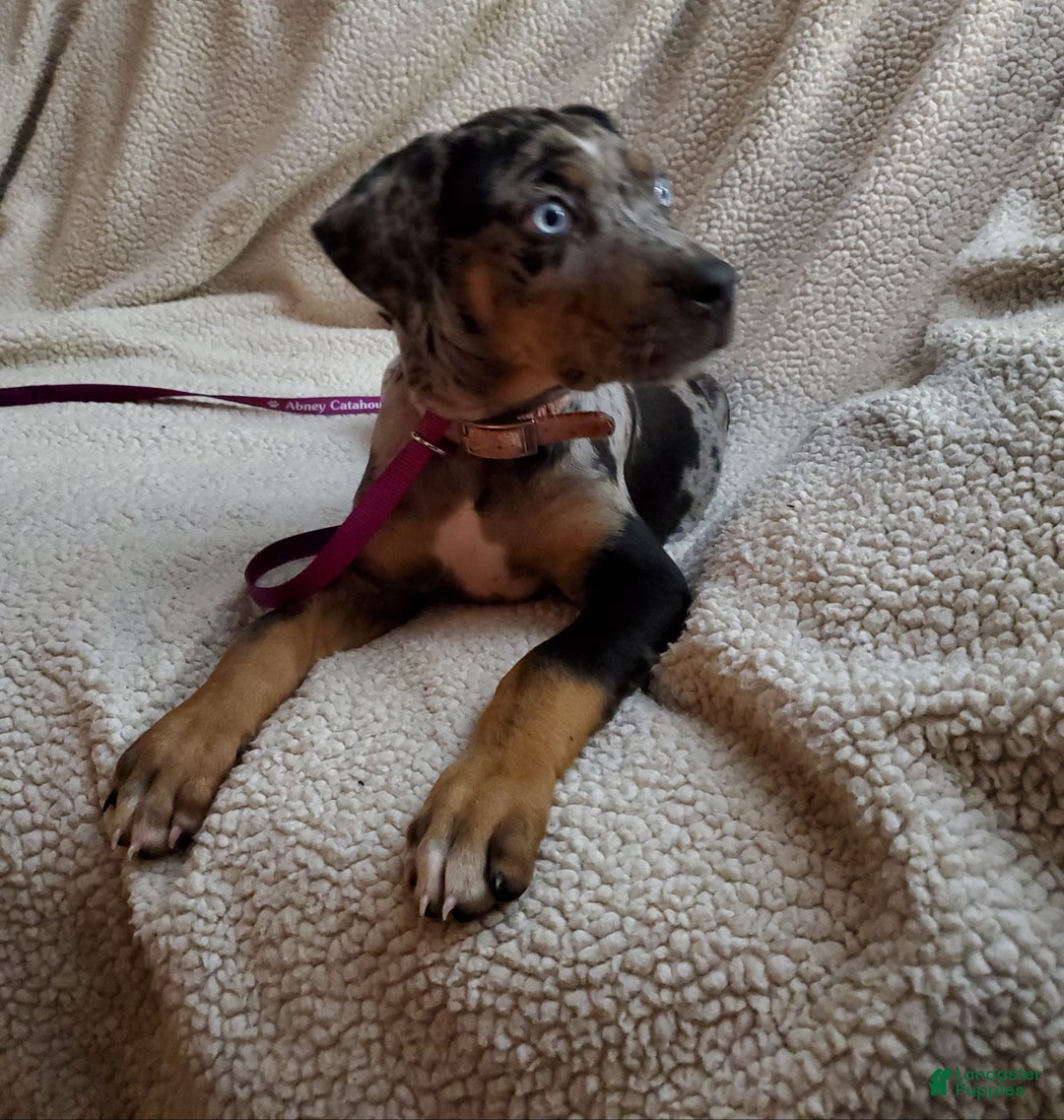 Catahoula Leopard Dog dogs for sale: Tala 2025 Female 2 - Ad 20