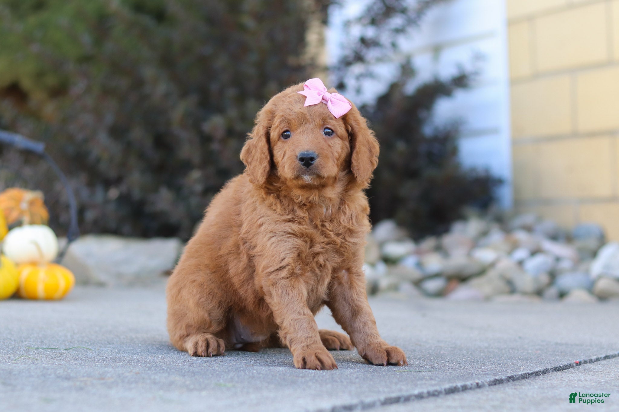 Mini Goldendoodle dogs Ivy - Ad 2