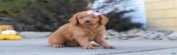 Mini Goldendoodle dogs for sale: Ivy - Ad 2