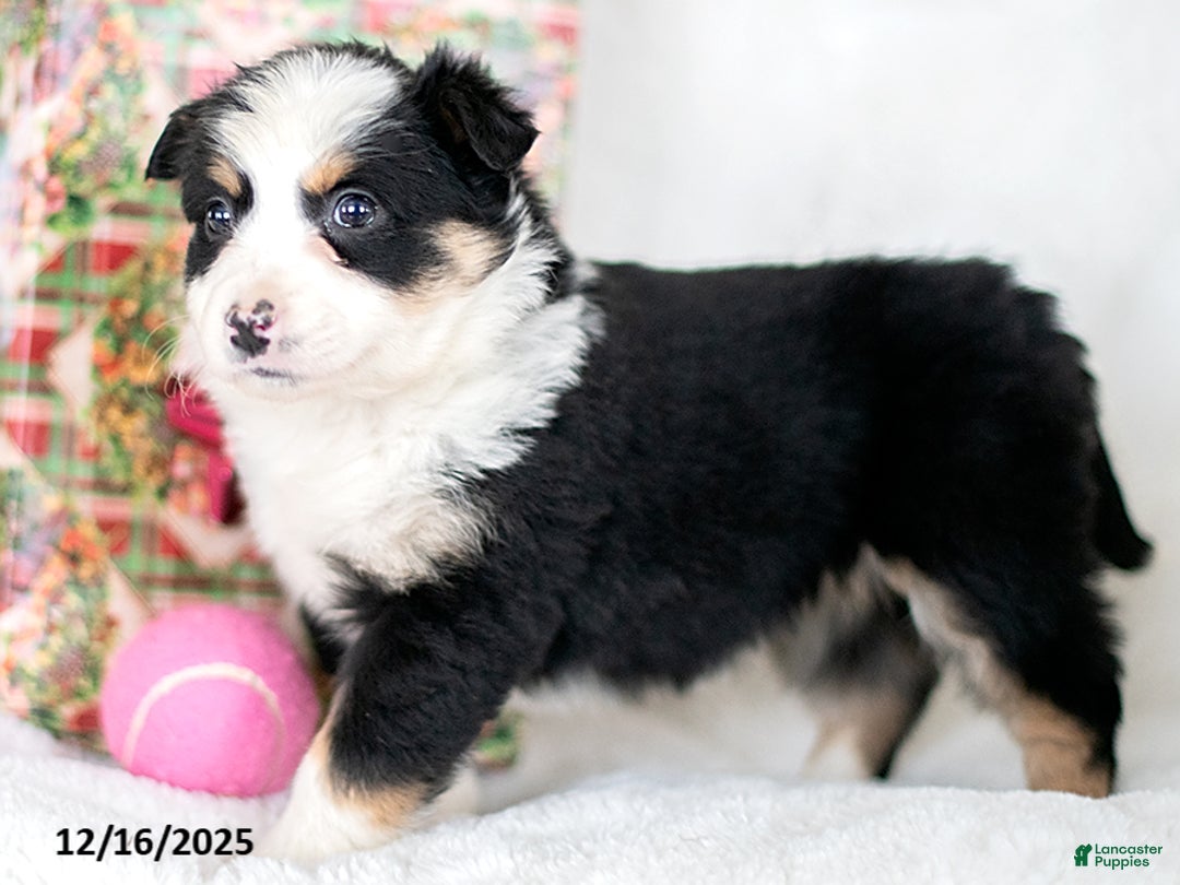 Miniature Australian Shepherd dogs for sale: Holly - Ad 2