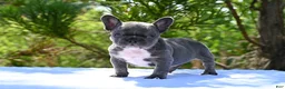 French Bulldog dogs for sale: French Bulldog 2 - Ad 12