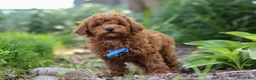 Miniature Poodle dogs for sale: Apollo - Ad 9